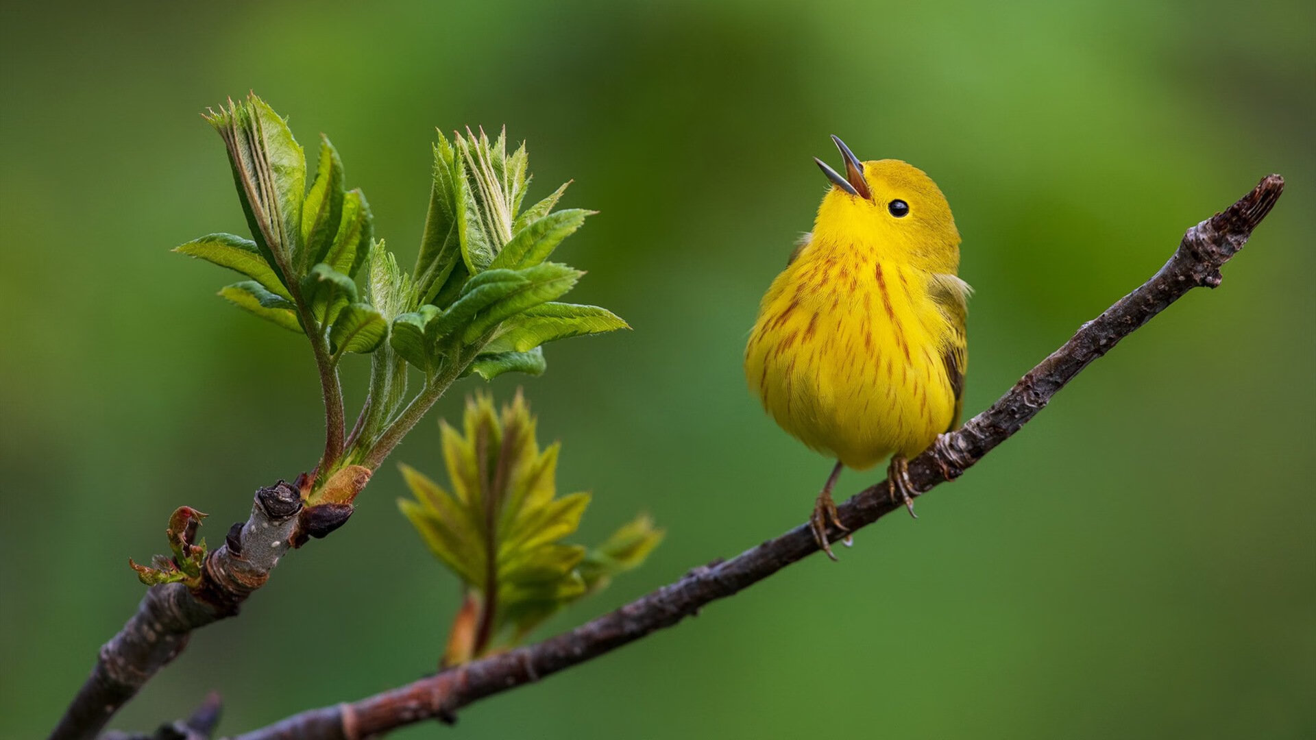 新兴足球国家在国际比赛中崭露头角,潜力巨大引关注,新兴球队